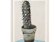 Kaktus 1